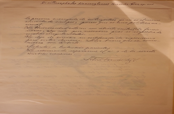 Staffordshire Bull Terrier